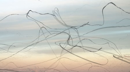 ornithographiesXaviBou_08