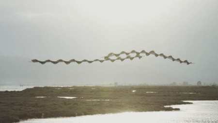 Ornitographies-majestic-images-of-birds-3