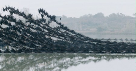 orrnitholgraphiesXaviBou_10