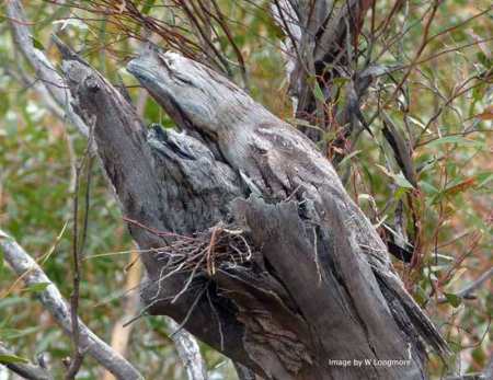 frogmouth