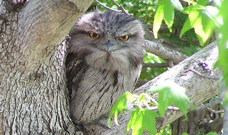 frogmouth1
