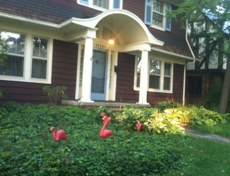 flamingos-of-october