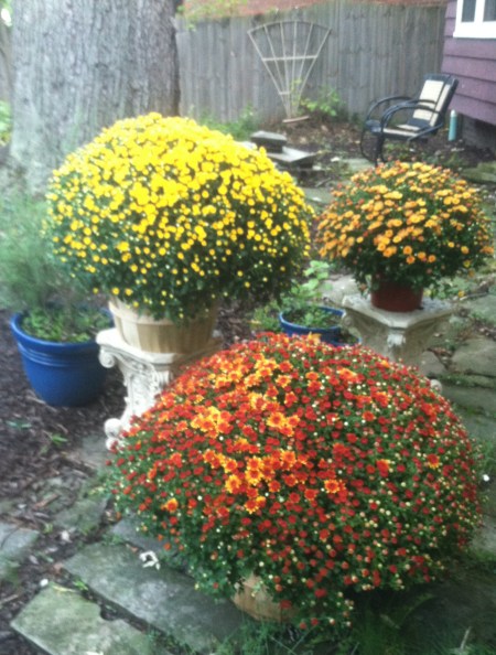 mums-of-october-2