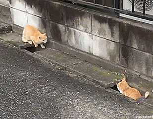 cat-chase