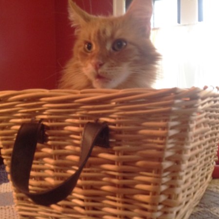 sam-in-basket