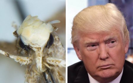 trump-moth